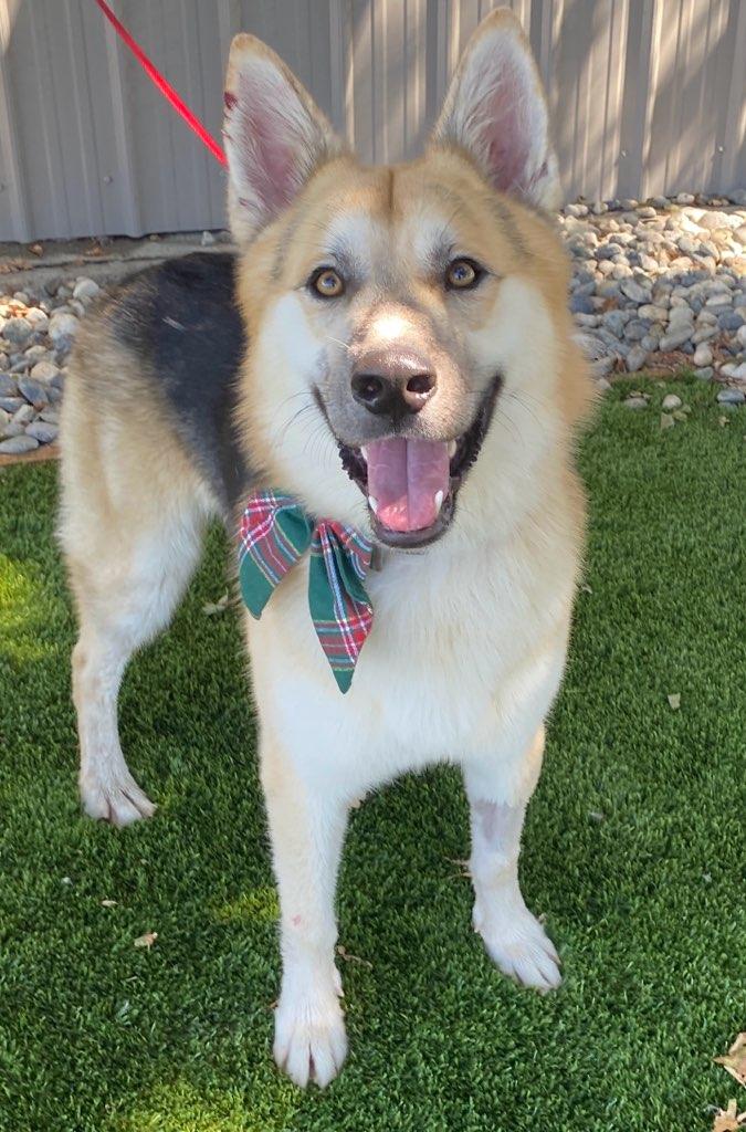 Enlarge St. Vincent, a ADOPTABLE mixed breed in Colusa, CA image 2/5