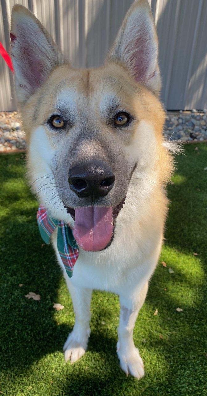 Enlarge St. Vincent, a ADOPTABLE mixed breed in Colusa, CA image 3/5