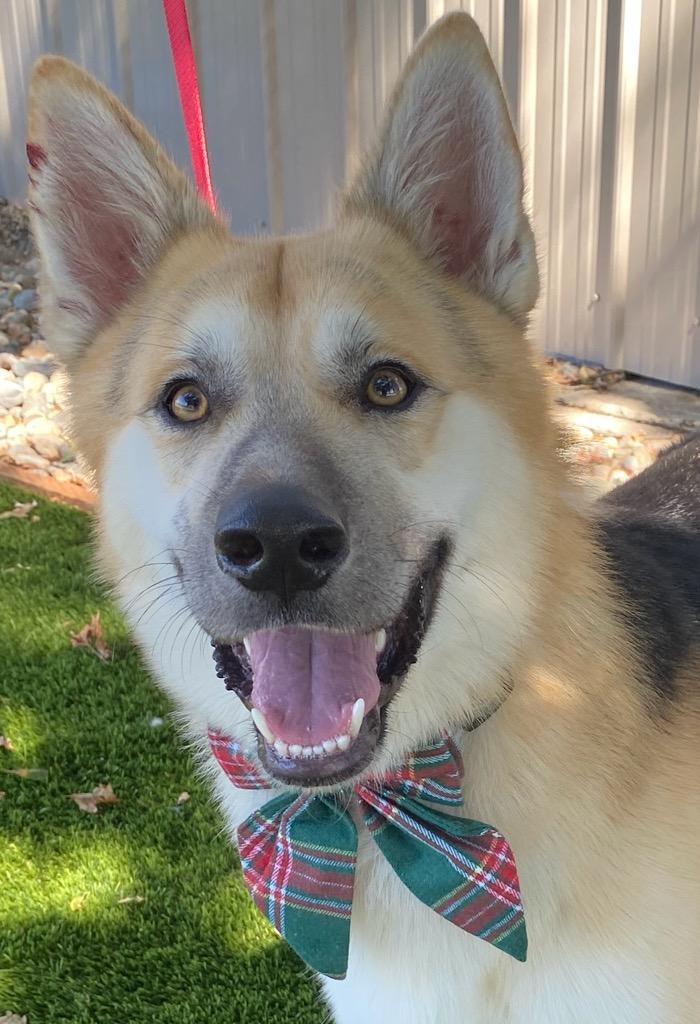 Enlarge St. Vincent, a ADOPTABLE mixed breed in Colusa, CA image 5/5