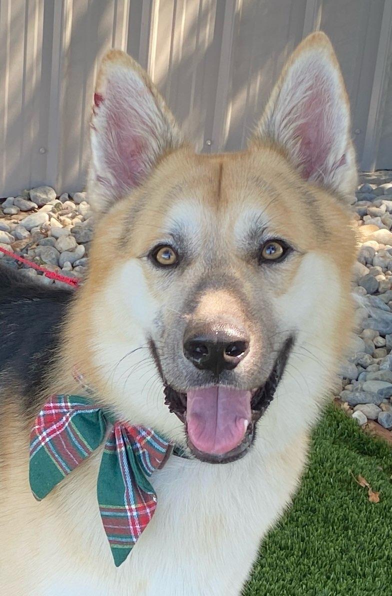Enlarge St. Vincent, a ADOPTABLE mixed breed in Colusa, CA image 4/5
