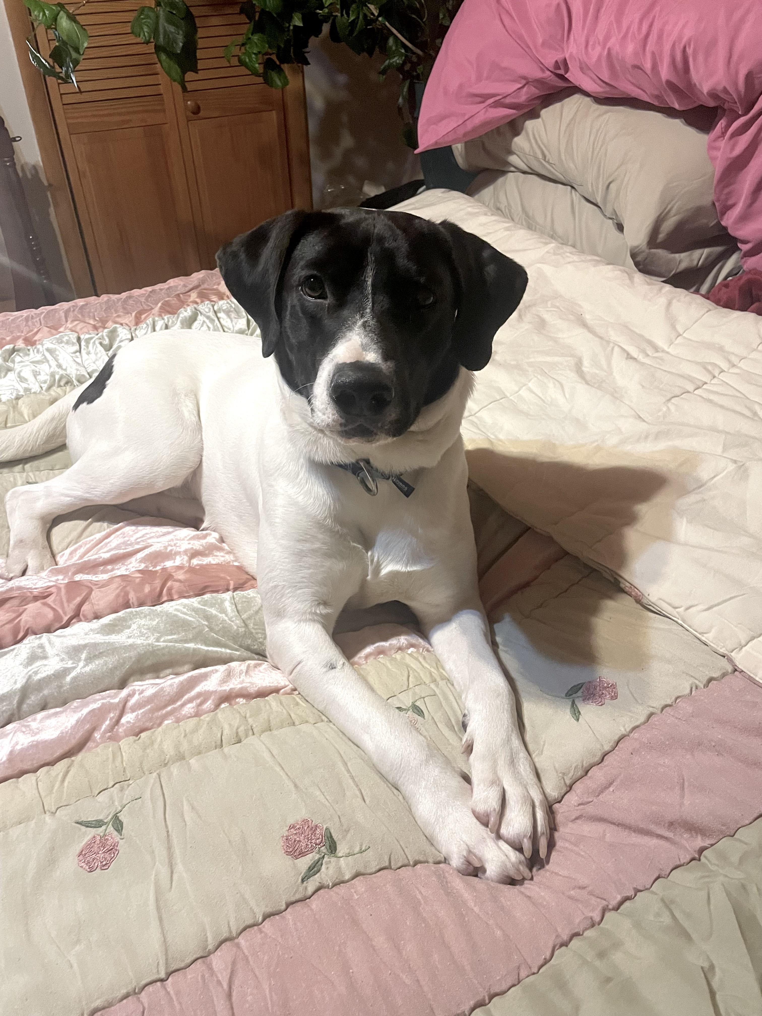 Enlarge Hank, a ADOPTABLE mixed breed in Hillsdale, NY image 3/6