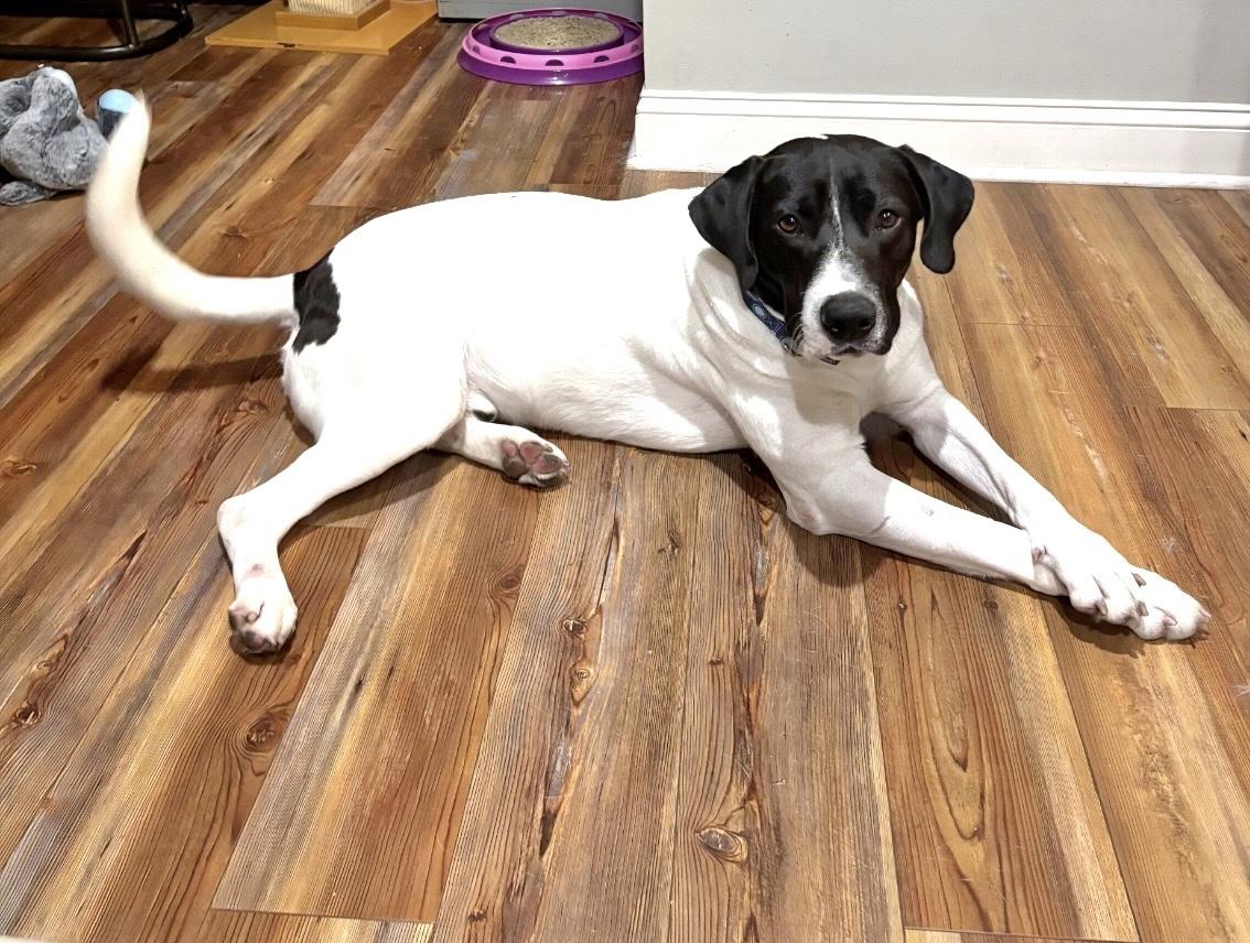 Enlarge Hank, a ADOPTABLE mixed breed in Hillsdale, NY image 4/5