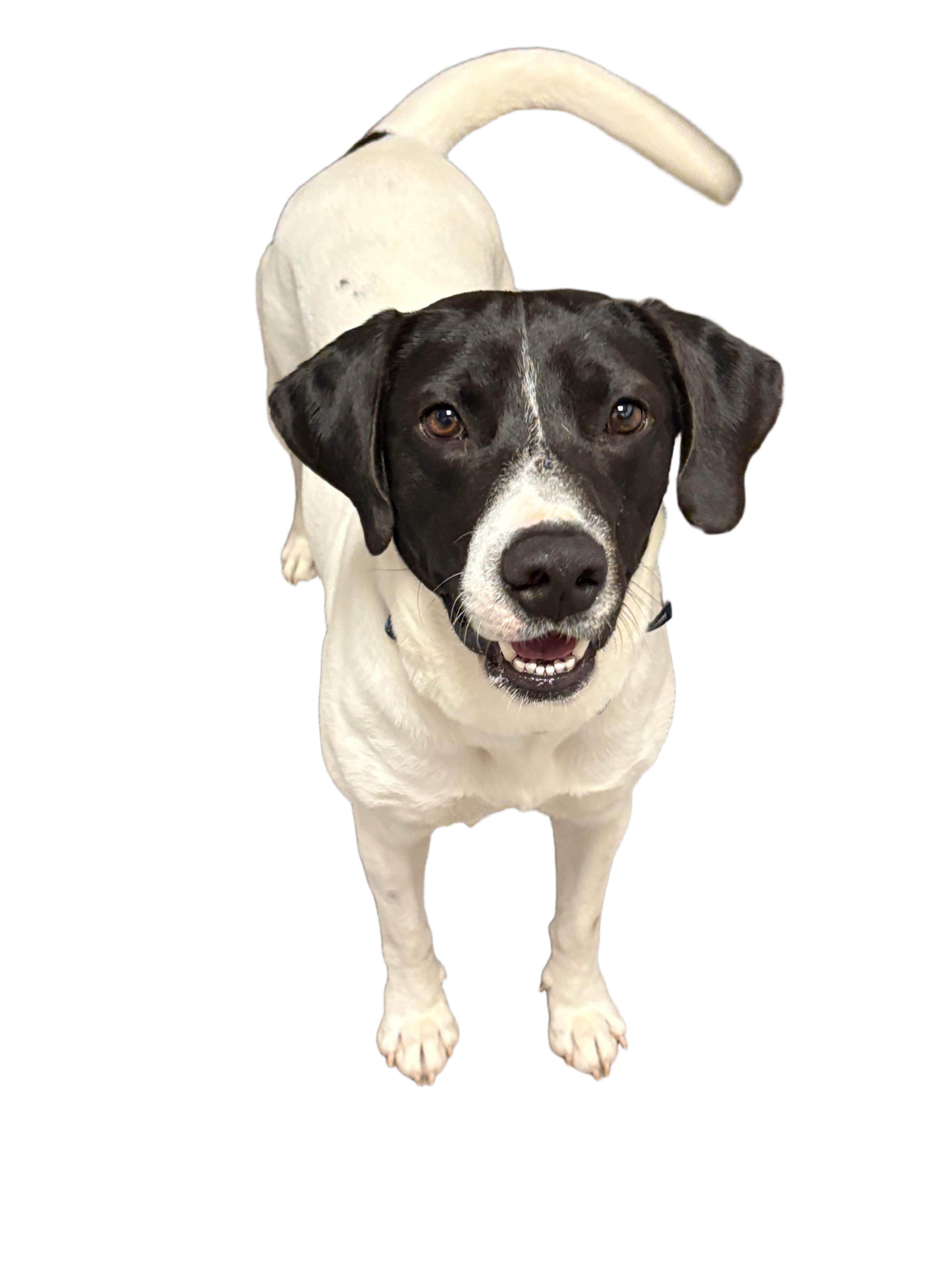 Hank, ADOPTABLE, Adult Male Labrador Retriever & Pointer.