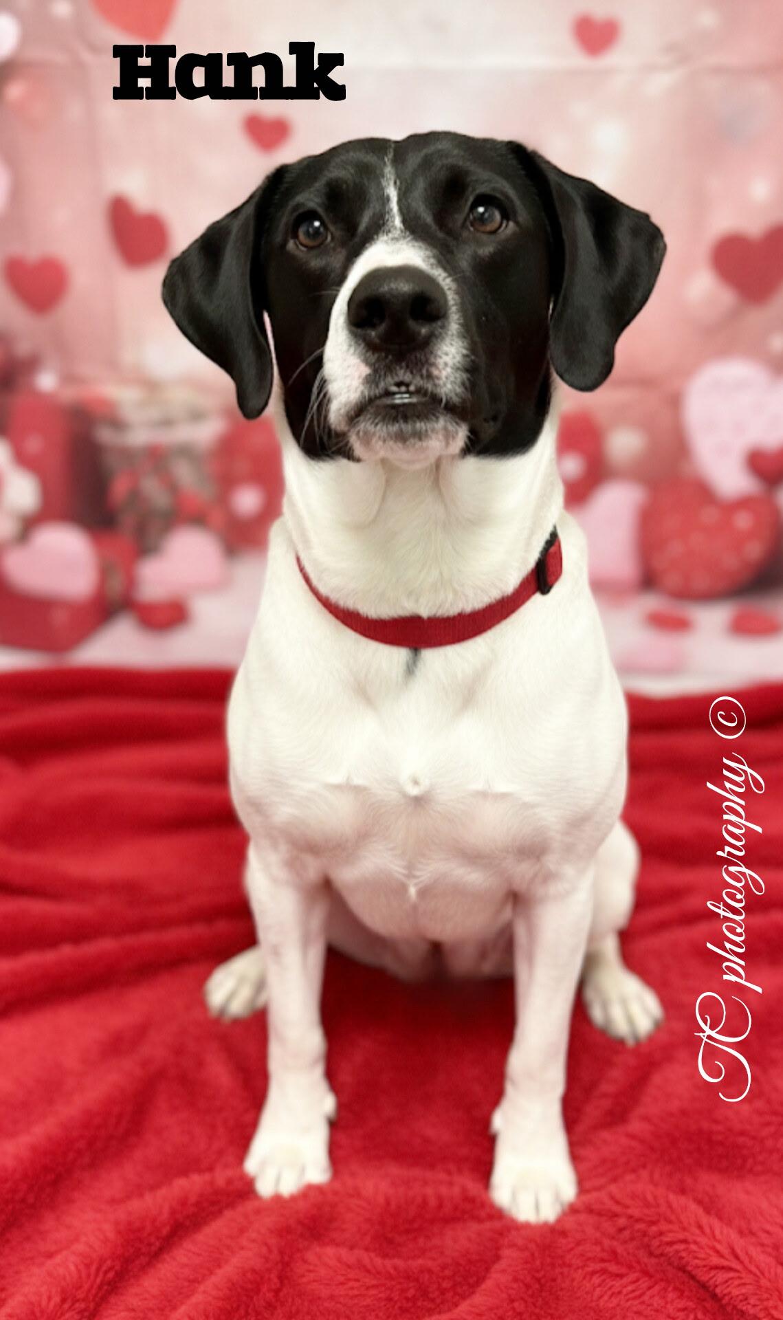 Enlarge Hank, a ADOPTABLE mixed breed in Hillsdale, NY image 1/6