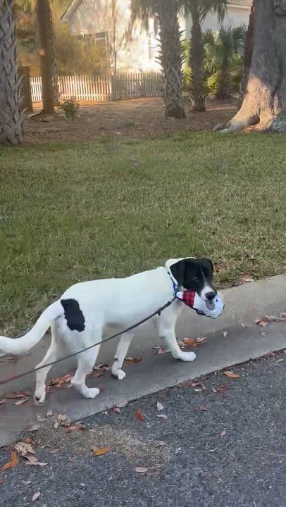 Enlarge Hank, a ADOPTABLE mixed breed in Hillsdale, NY video 5/5