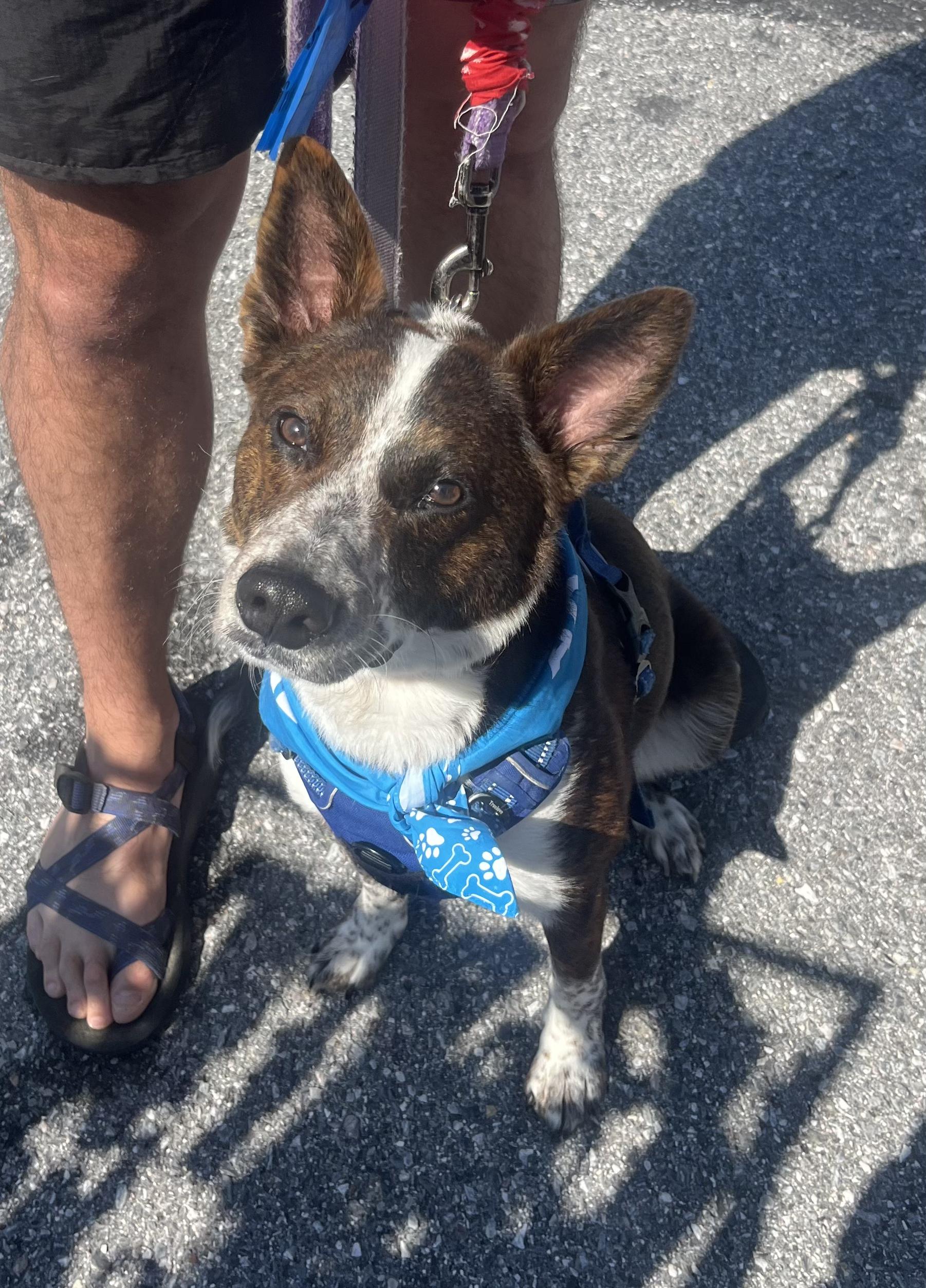 Enlarge Lobo, a Adoptable mixed breed in Silver Spring, MD image 6/6