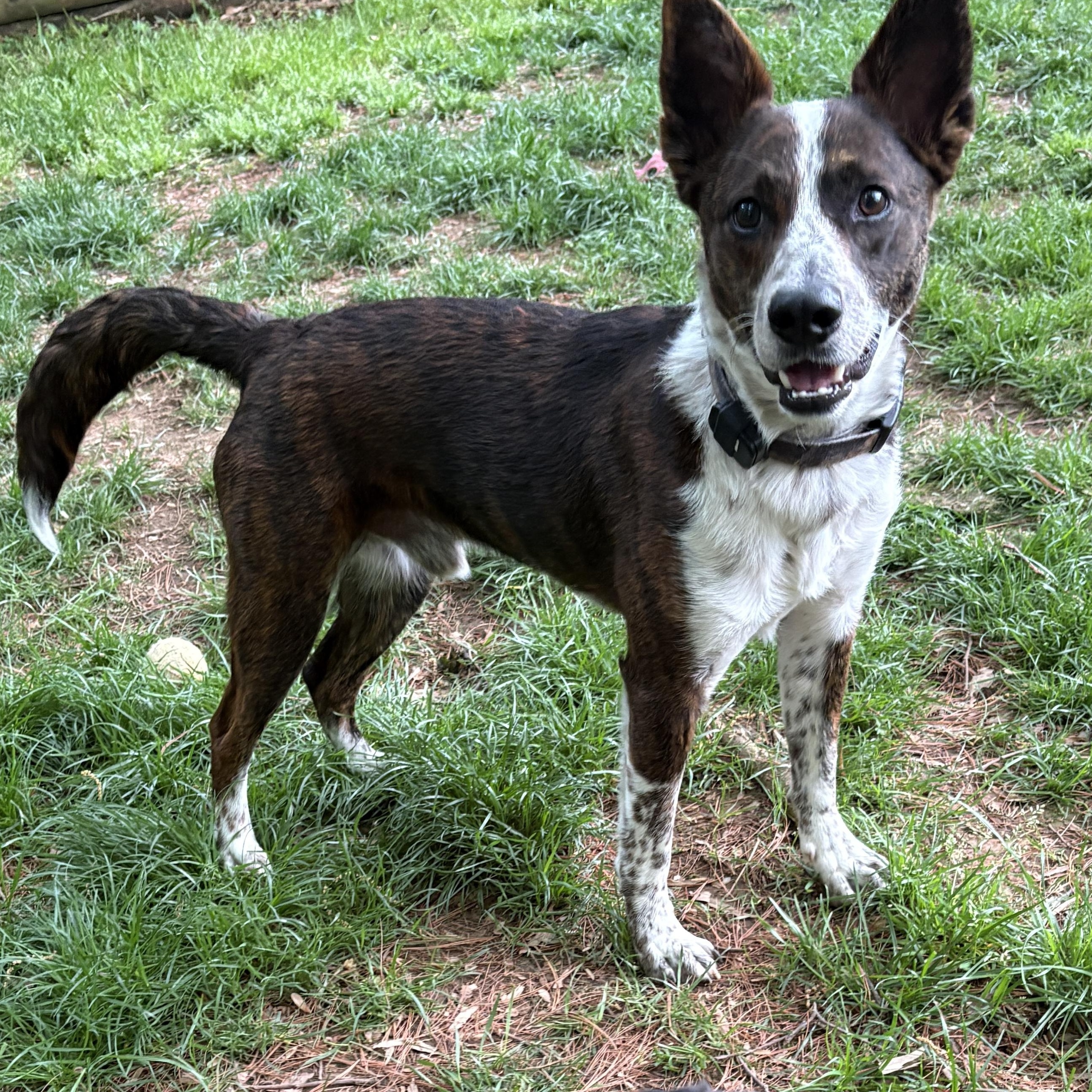 Enlarge Lobo, a Adoptable mixed breed in Silver Spring, MD image 2/6