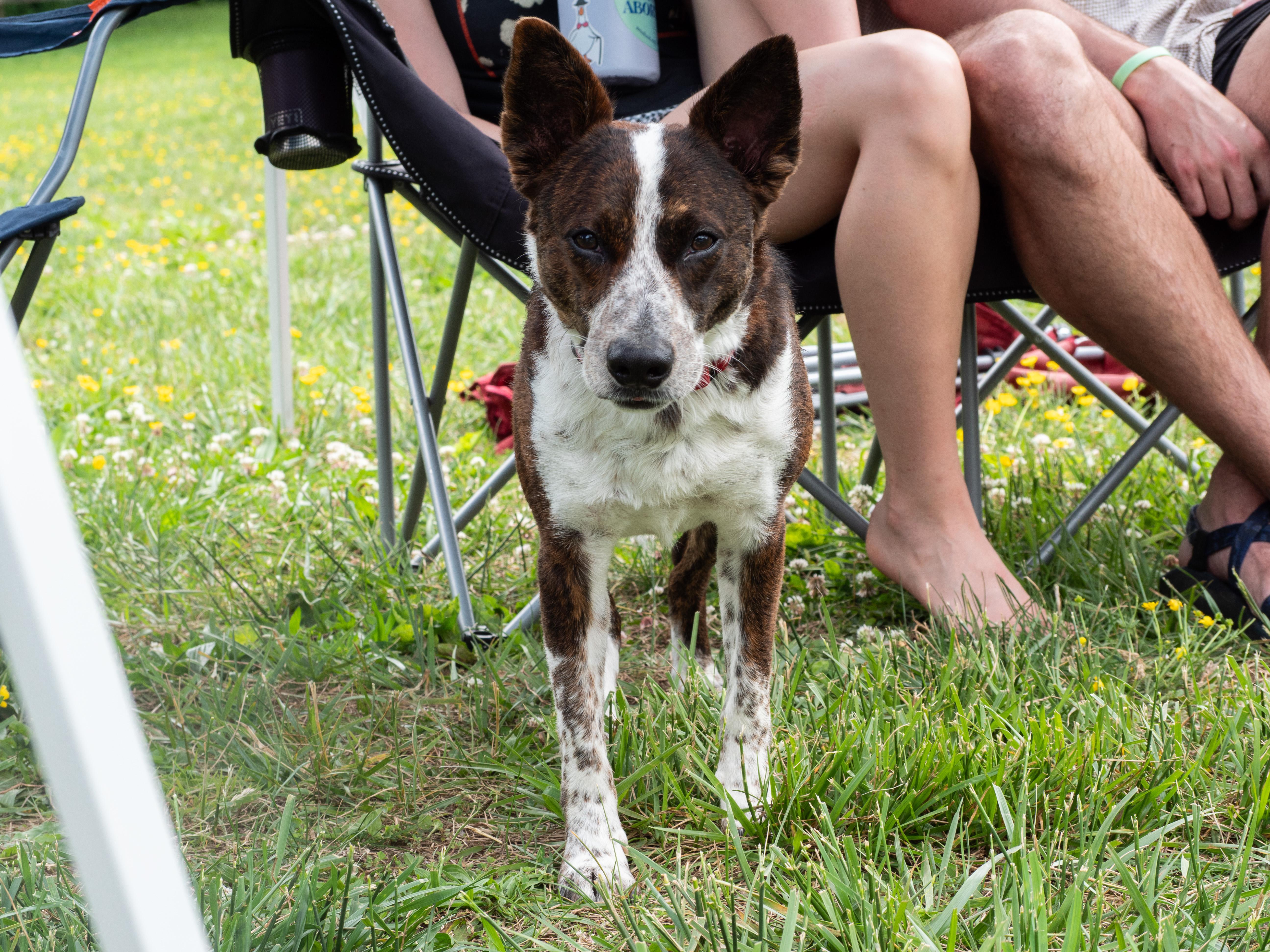 Enlarge Lobo, a Adoptable mixed breed in Silver Spring, MD image 3/6