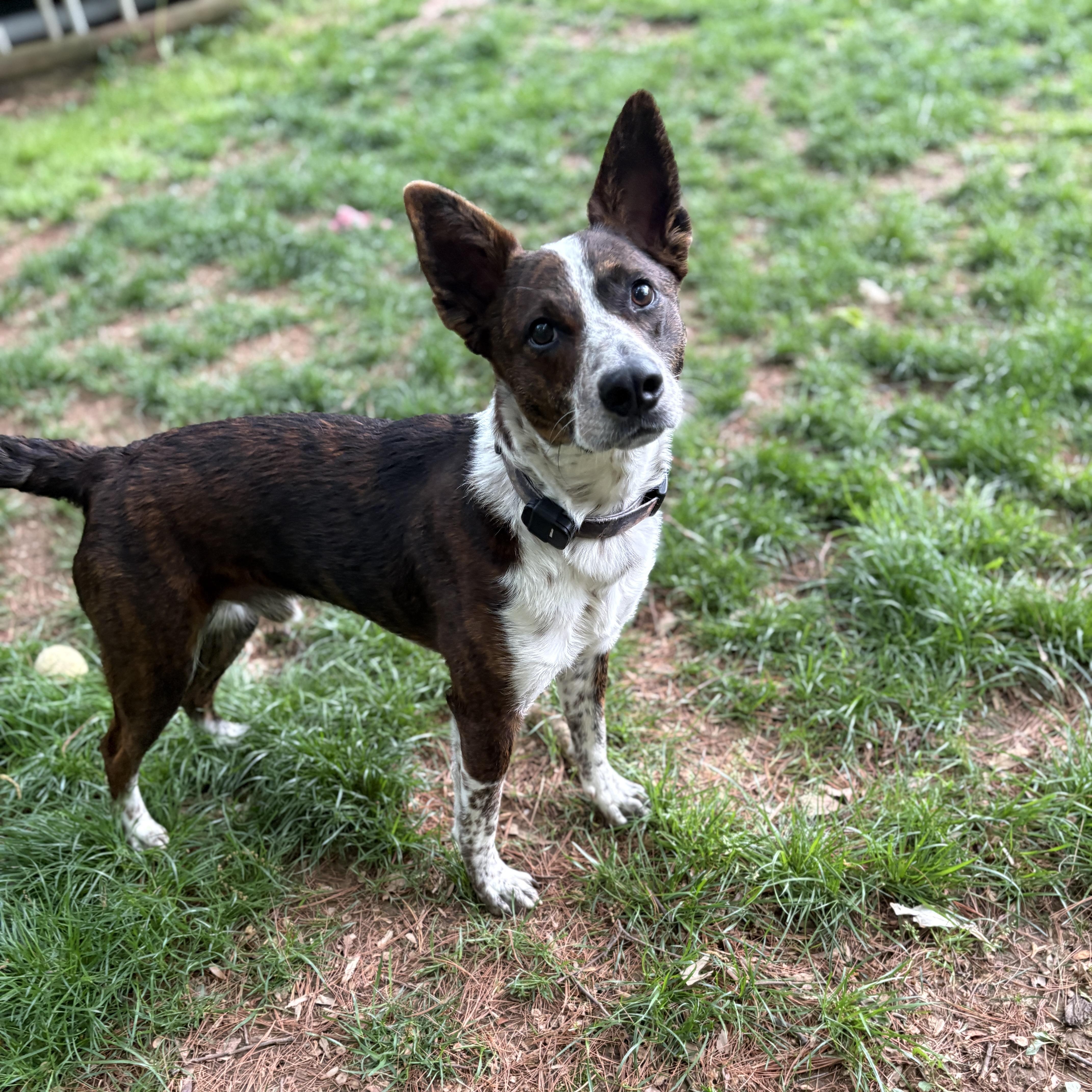 Lobo, Adoptable, Young Male Australian Cattle Dog / Blue Heeler & Corgi.