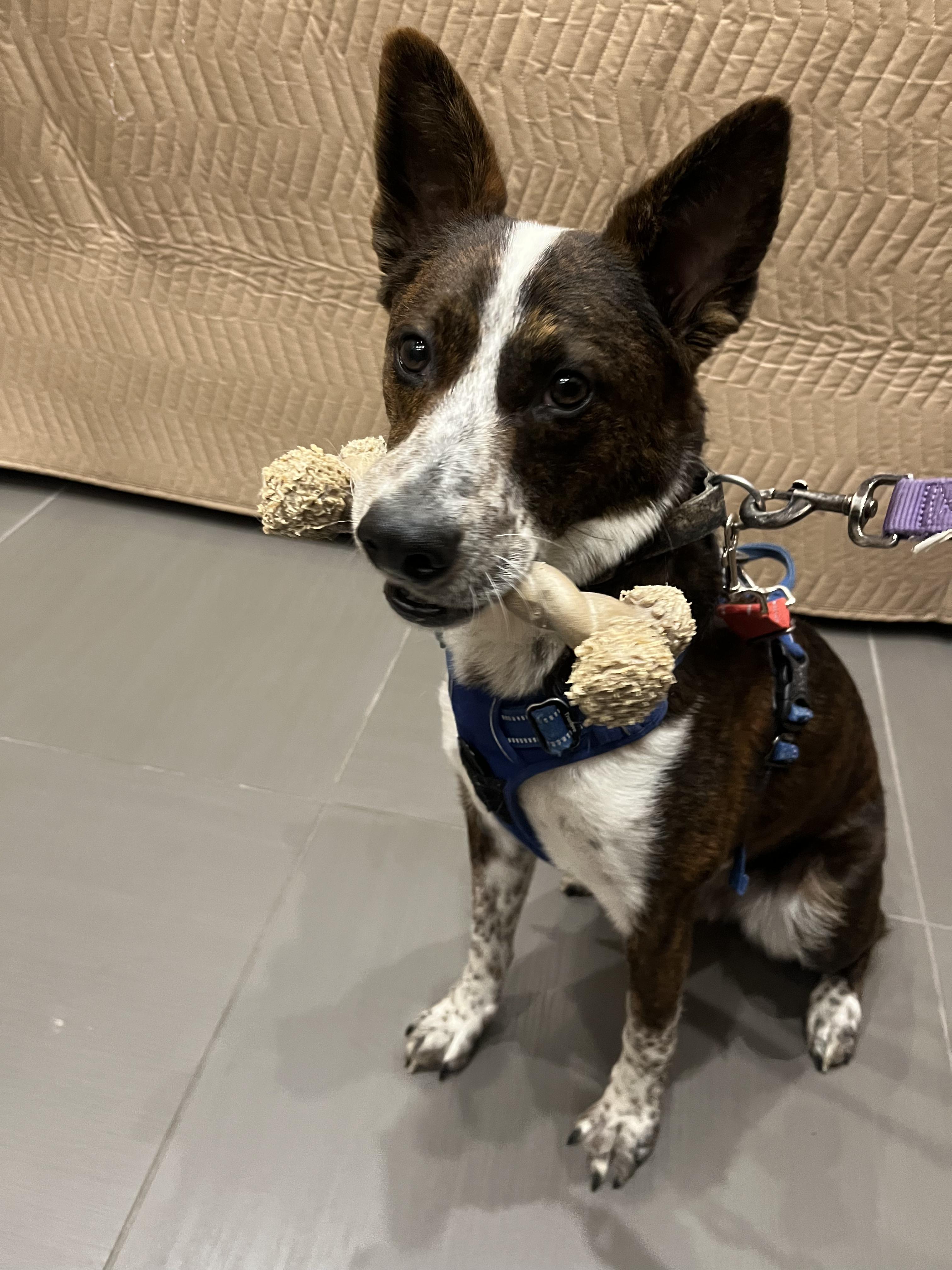 Lobo, Adoptable, Puppy Male Australian Cattle Dog / Blue Heeler & Terrier.