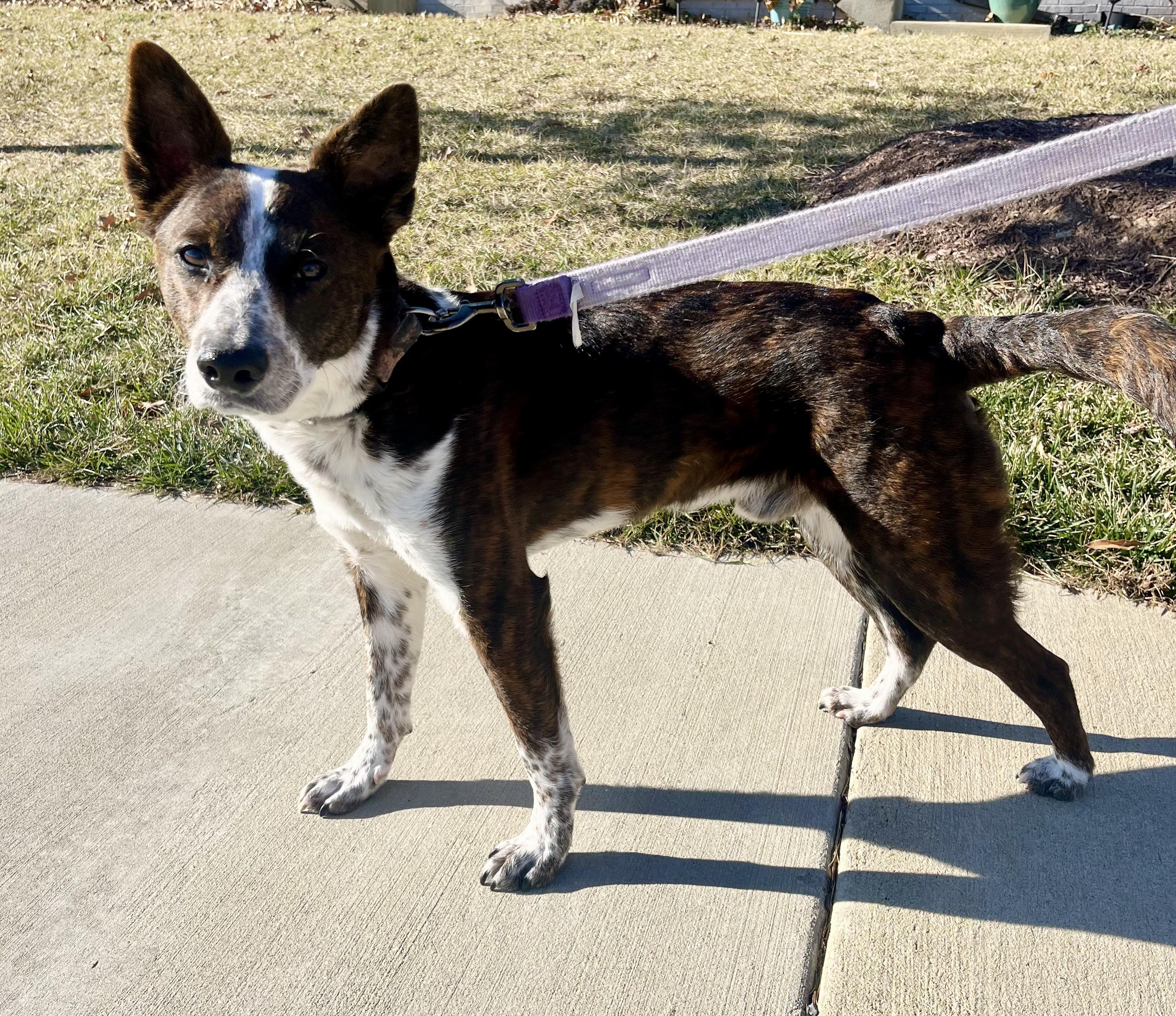 Enlarge Lobo, a Adoptable mixed breed in Silver Spring, MD image 5/6