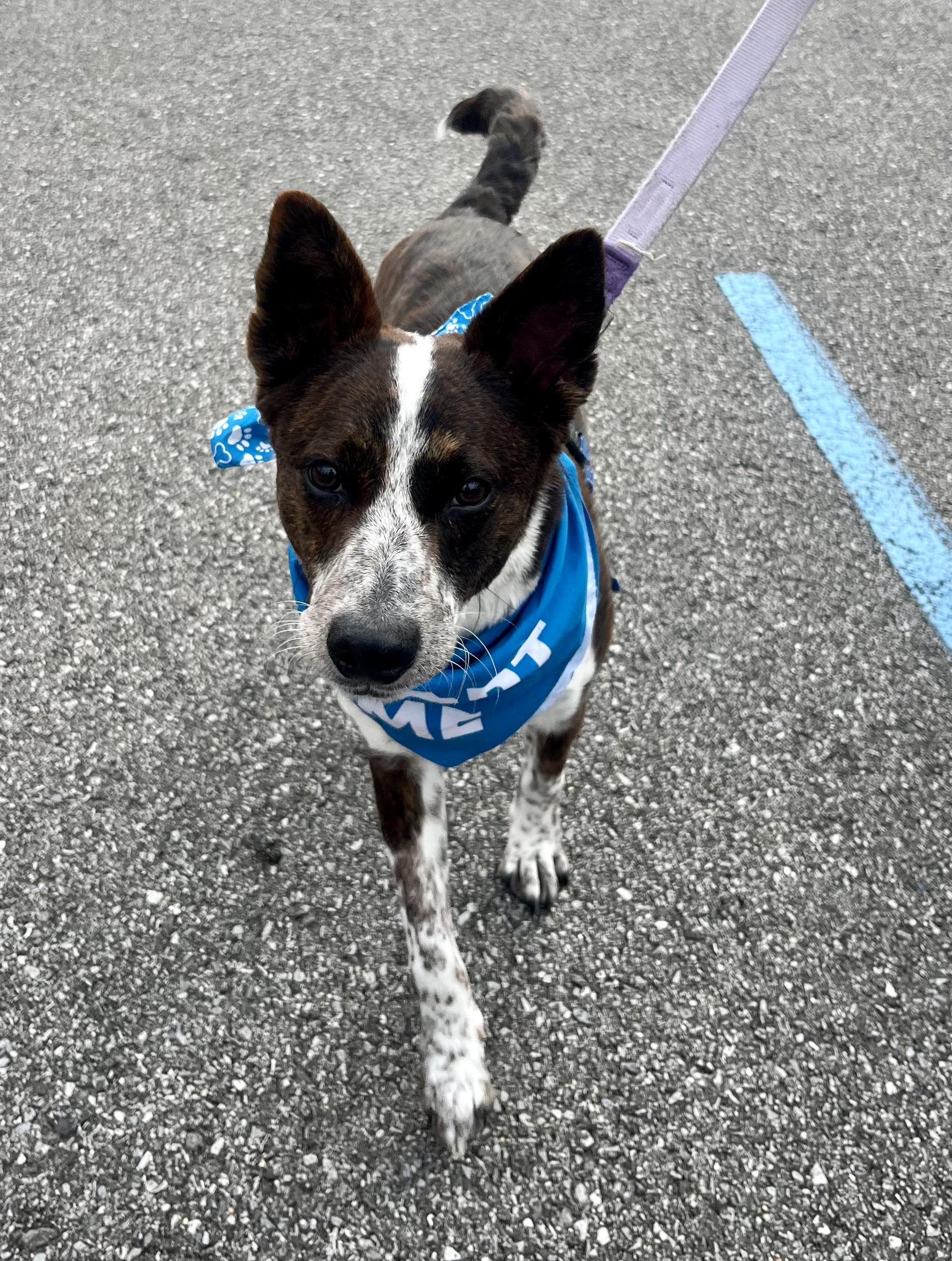 Enlarge Lobo, a Adoptable mixed breed in Silver Spring, MD image 3/6