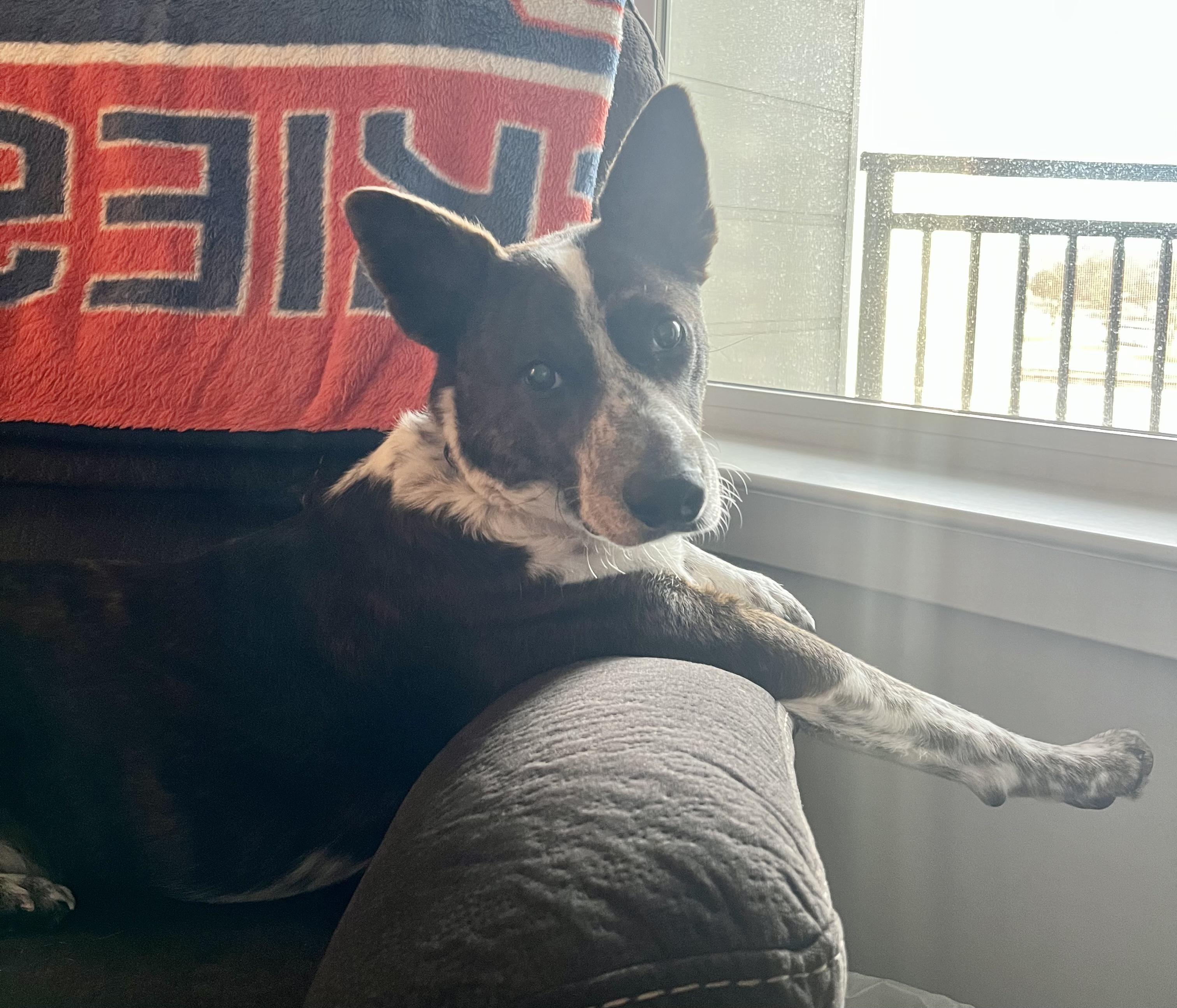 Enlarge Lobo, a Adoptable mixed breed in Silver Spring, MD image 4/6
