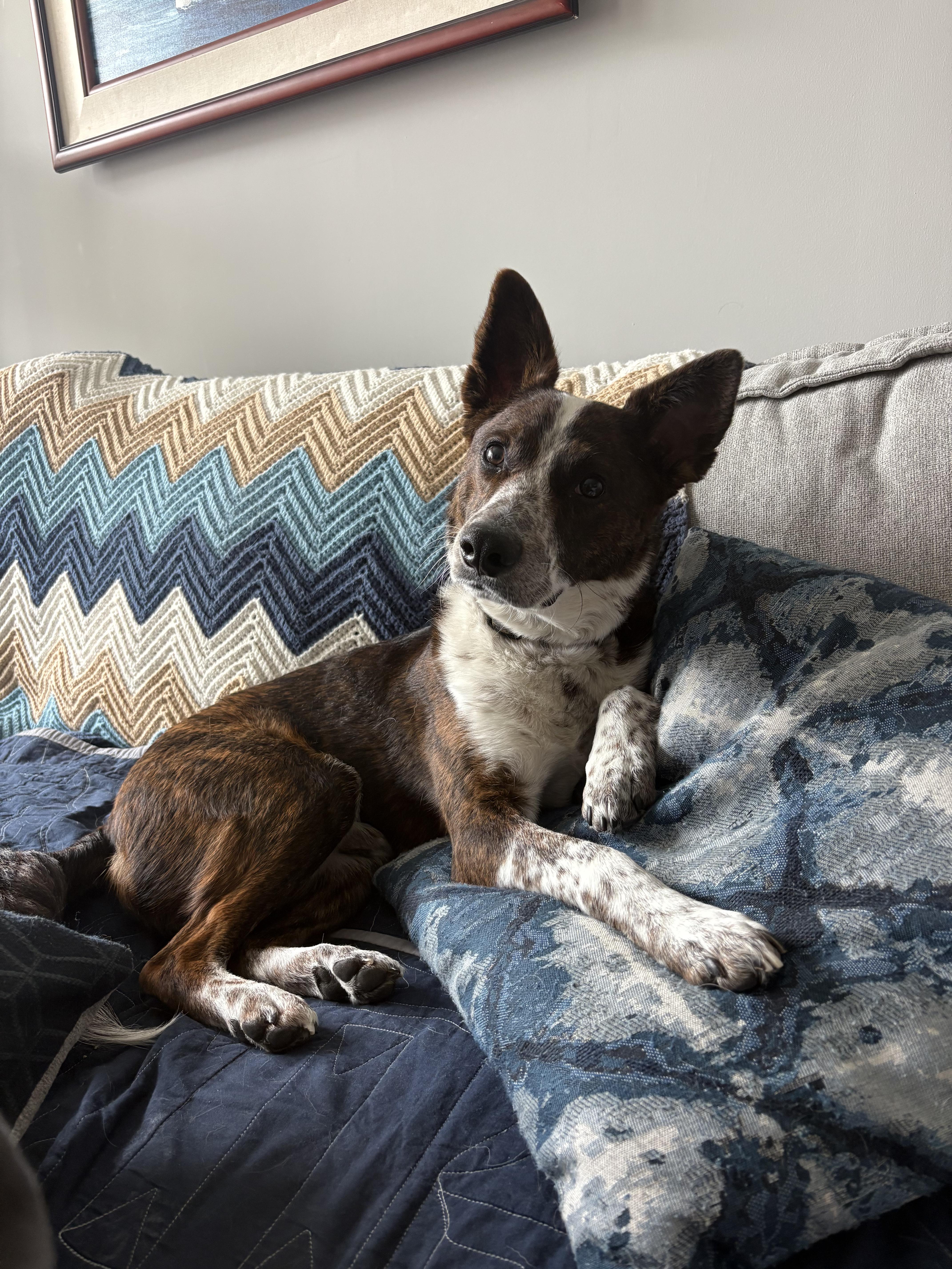 Enlarge Lobo, a Adoptable mixed breed in Silver Spring, MD image 2/6