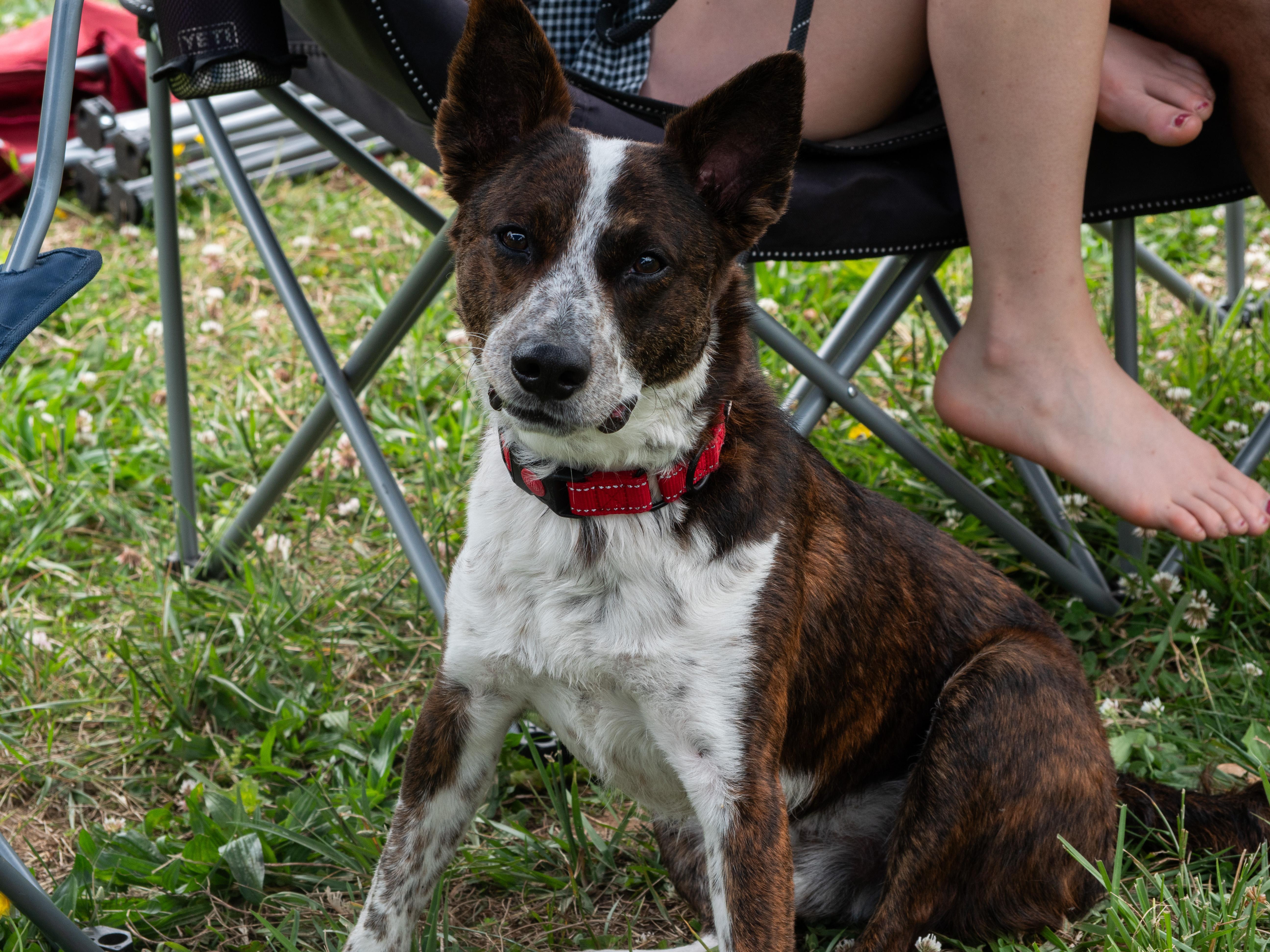 Lobo, Adoptable, Young Male Australian Cattle Dog / Blue Heeler & Terrier.