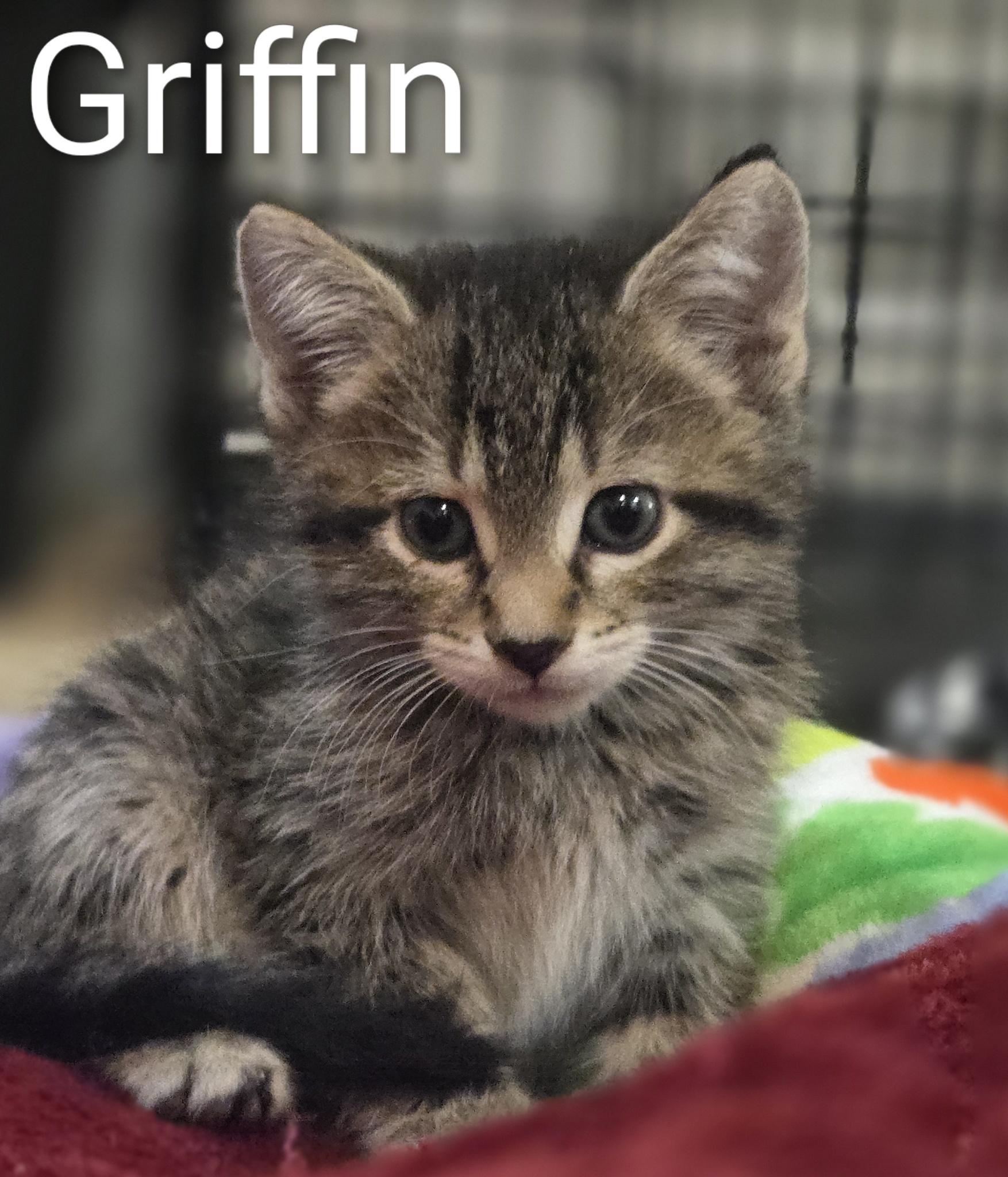 GRIFFIN, ADOPTABLE, Kitten Male Domestic Short Hair.
