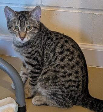 GRIFFIN, Adoptable, Kitten Male Domestic Short Hair.