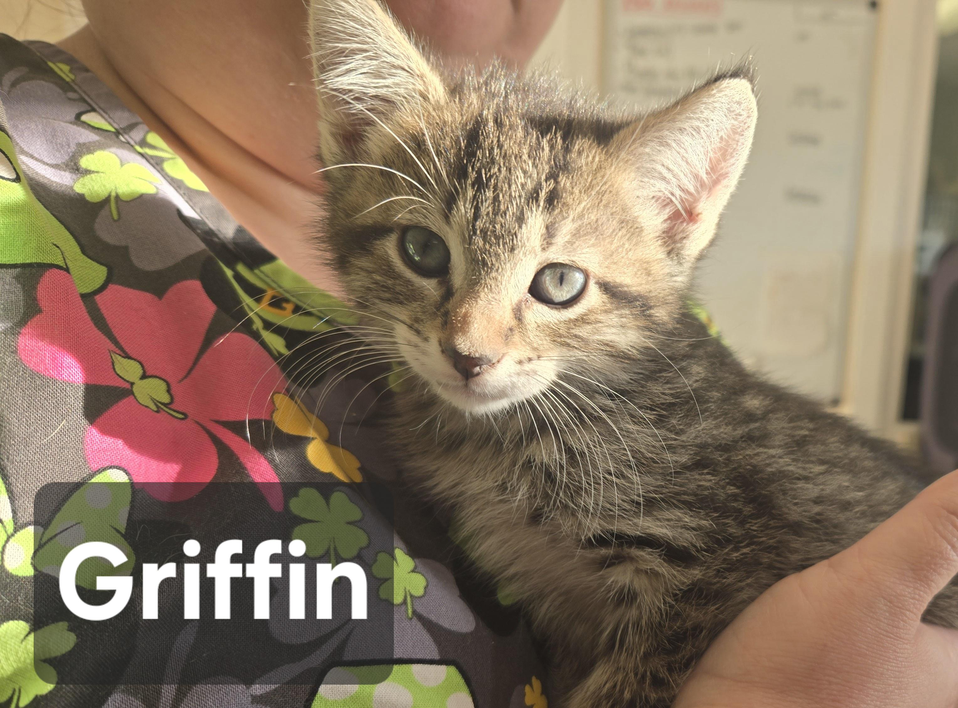 GRIFFIN, a ADOPTABLE Domestic Short Hair in La Crescent, MN image 2/2