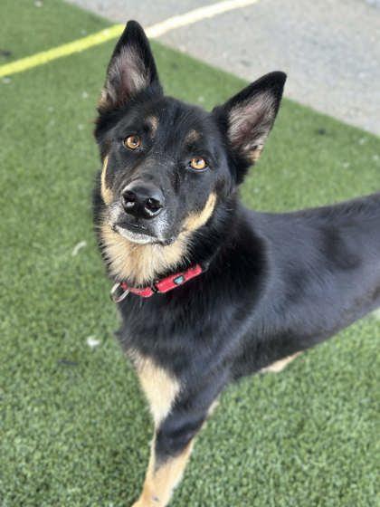 Ricochet, Adoptable, Adult Male German Shepherd Dog & Mixed Breed.