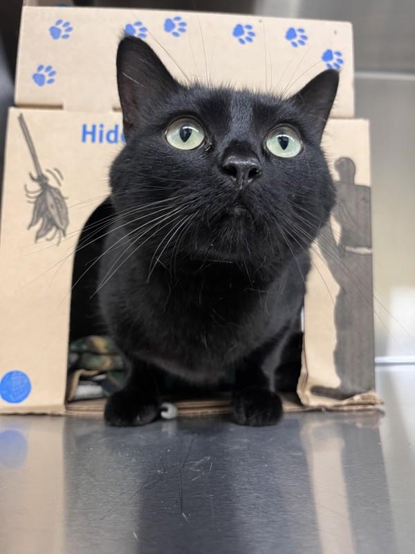 Ebony, Adoptable, Adult Female Domestic Short Hair.