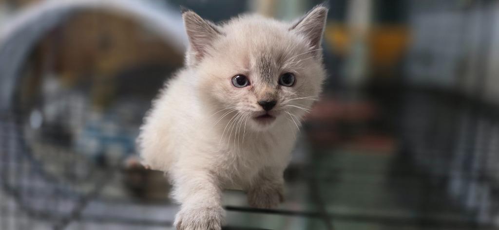 Enlarge Lyn, a Adopted Siamese in Crossville, TN image 3/5