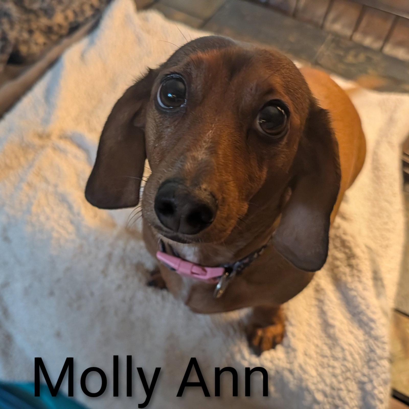 Molly Ann, a Adoptable Dachshund in Sioux Falls, SD image 1/3