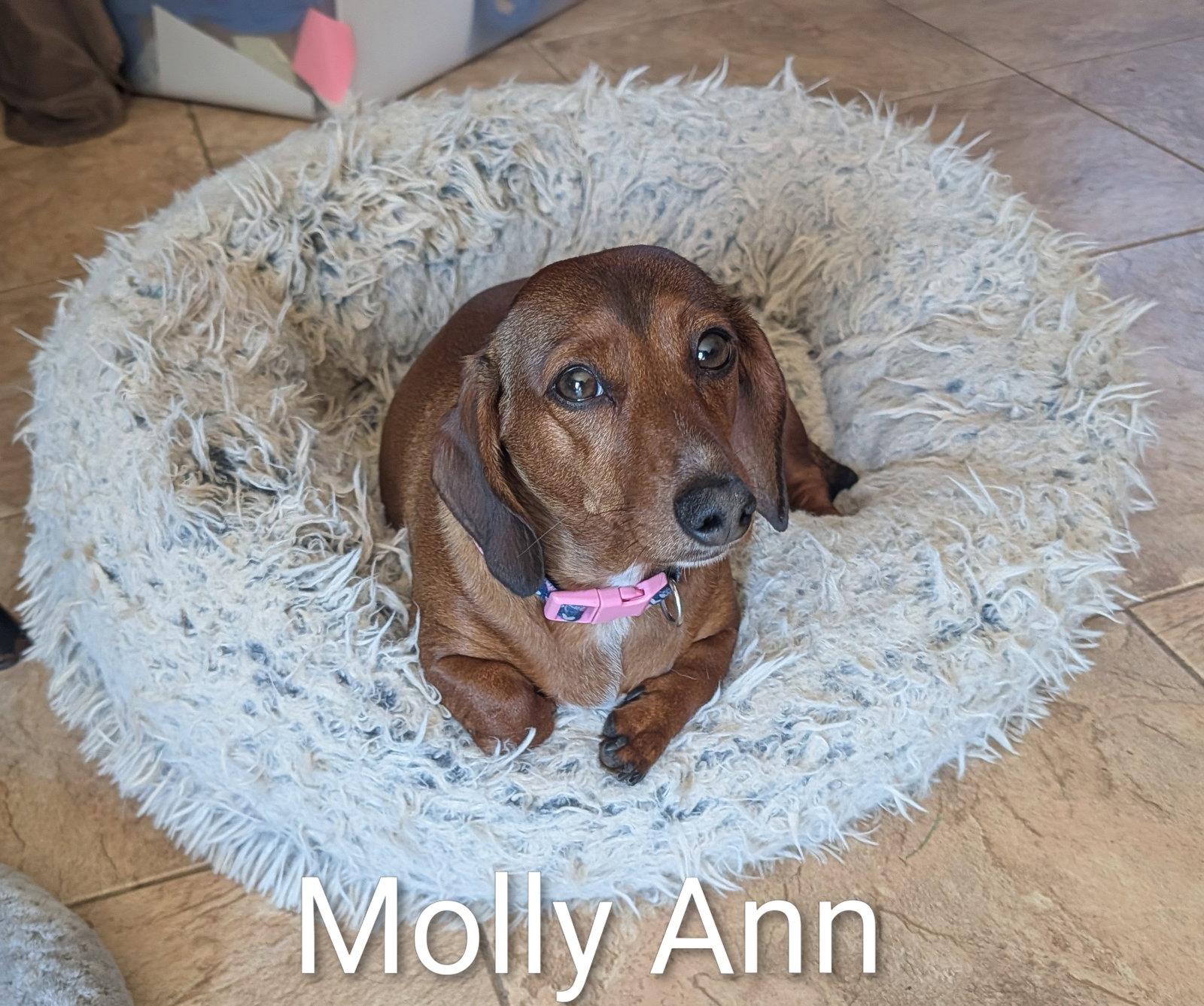 Molly Ann, a Adoptable Dachshund in Sioux Falls, SD image 2/3
