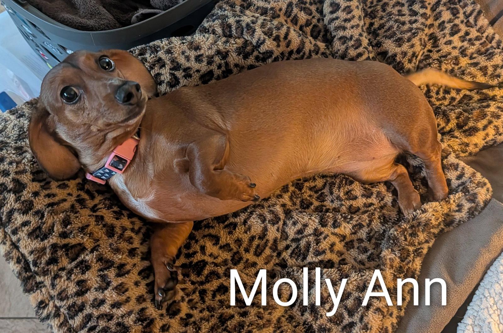 Molly Ann, a Adoptable Dachshund in Sioux Falls, SD image 3/3