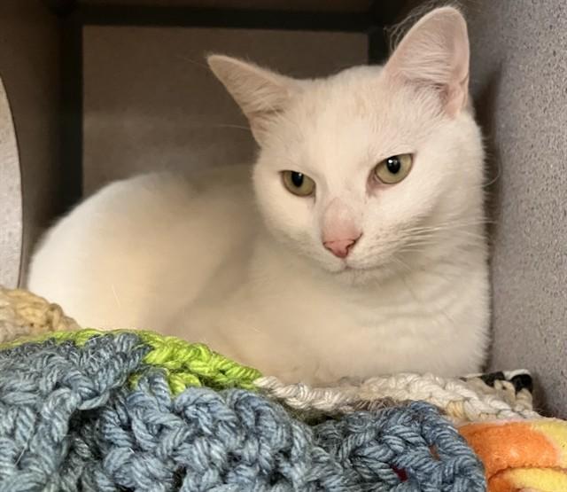 OKARUN, Adoptable, Adult Male Domestic Short Hair.