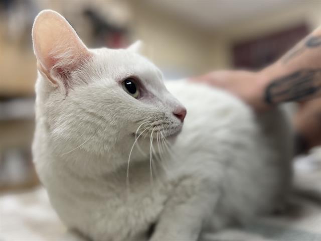 Enlarge OKARUN, a Adoptable Domestic Short Hair in Aliquippa, PA image 1/1