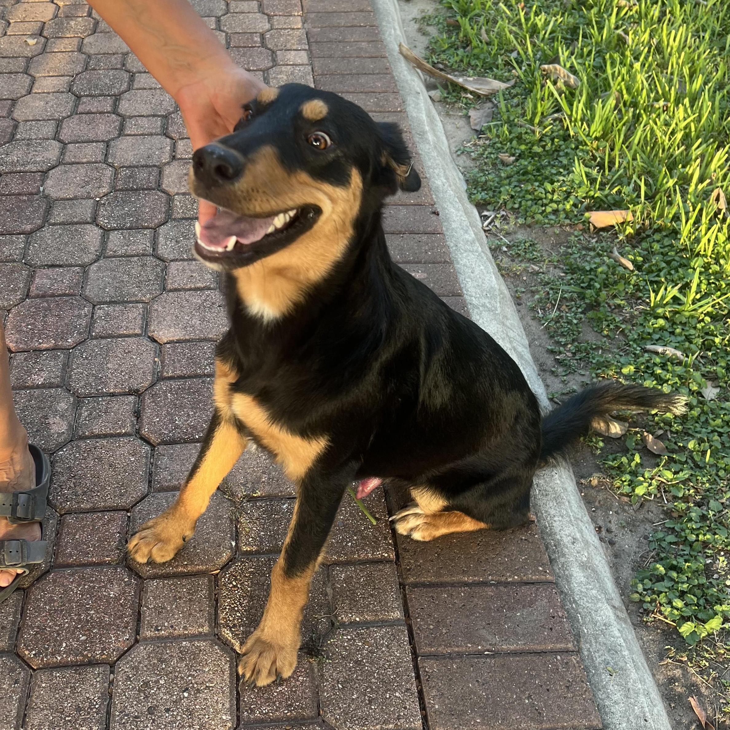 Enlarge Clyde, a Adoptable mixed breed in Philadelphia, PA image 1/3