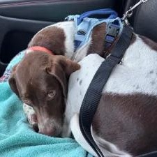 Ruby, a Adoptable German Shorthaired Pointer in Ingleside, IL image 3/5