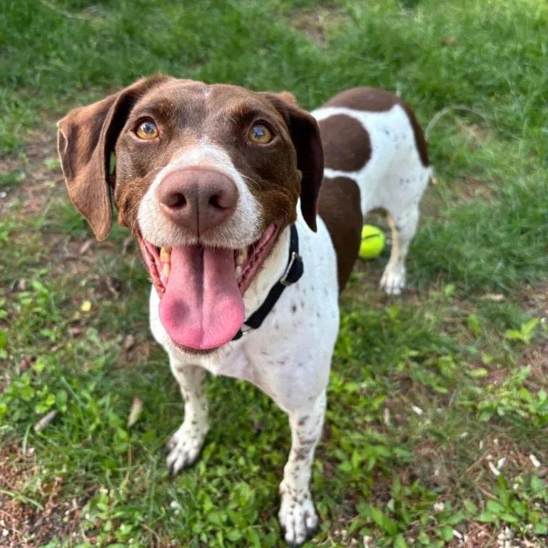 Ruby, a Adoptable German Shorthaired Pointer in Ingleside, IL image 1/5