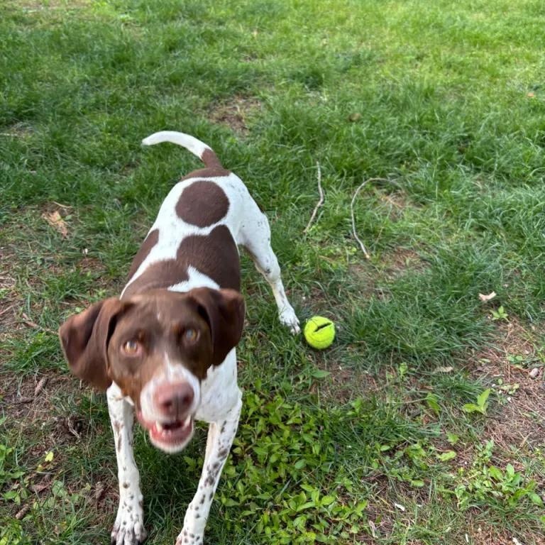 Ruby, a Adoptable German Shorthaired Pointer in Ingleside, IL image 4/5