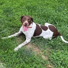 Ruby, a Adoptable German Shorthaired Pointer in Ingleside, IL image 2/5