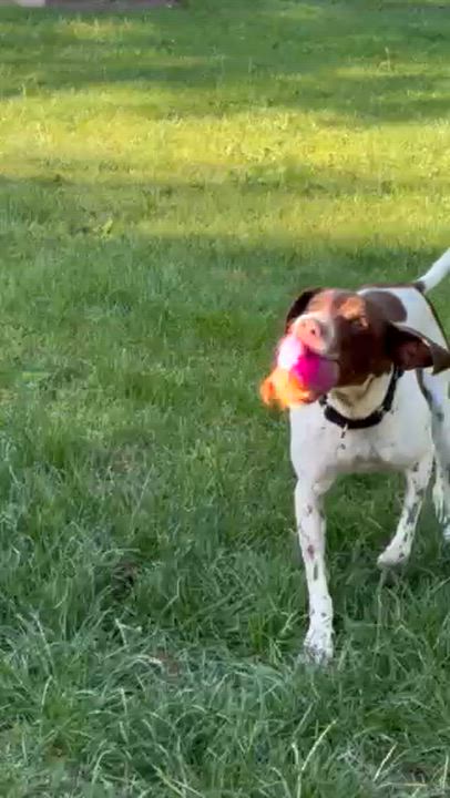 Enlarge Ruby, a Adoptable German Shorthaired Pointer in Ingleside, IL video 5/5