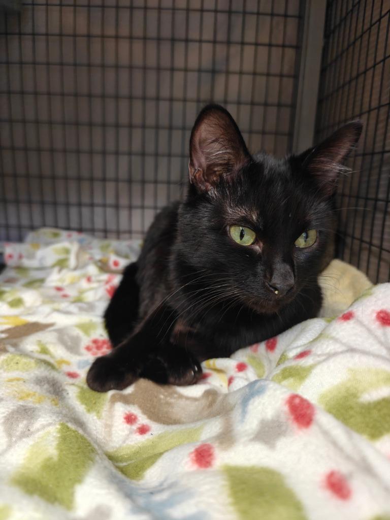 Enlarge James, a Adoptable mixed breed in Grants Pass, OR image 2/2