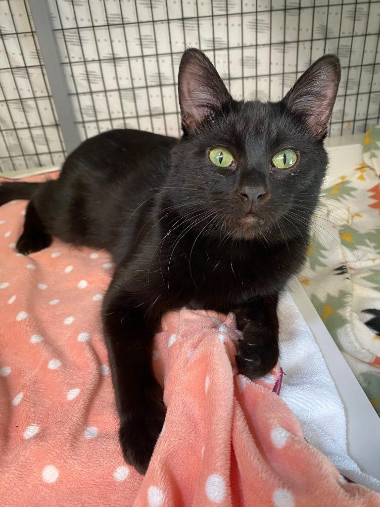 Enlarge James, a Adoptable mixed breed in Grants Pass, OR image 4/5