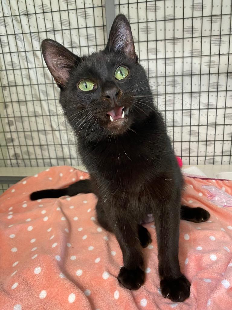 Enlarge James, a Adoptable mixed breed in Grants Pass, OR image 5/5