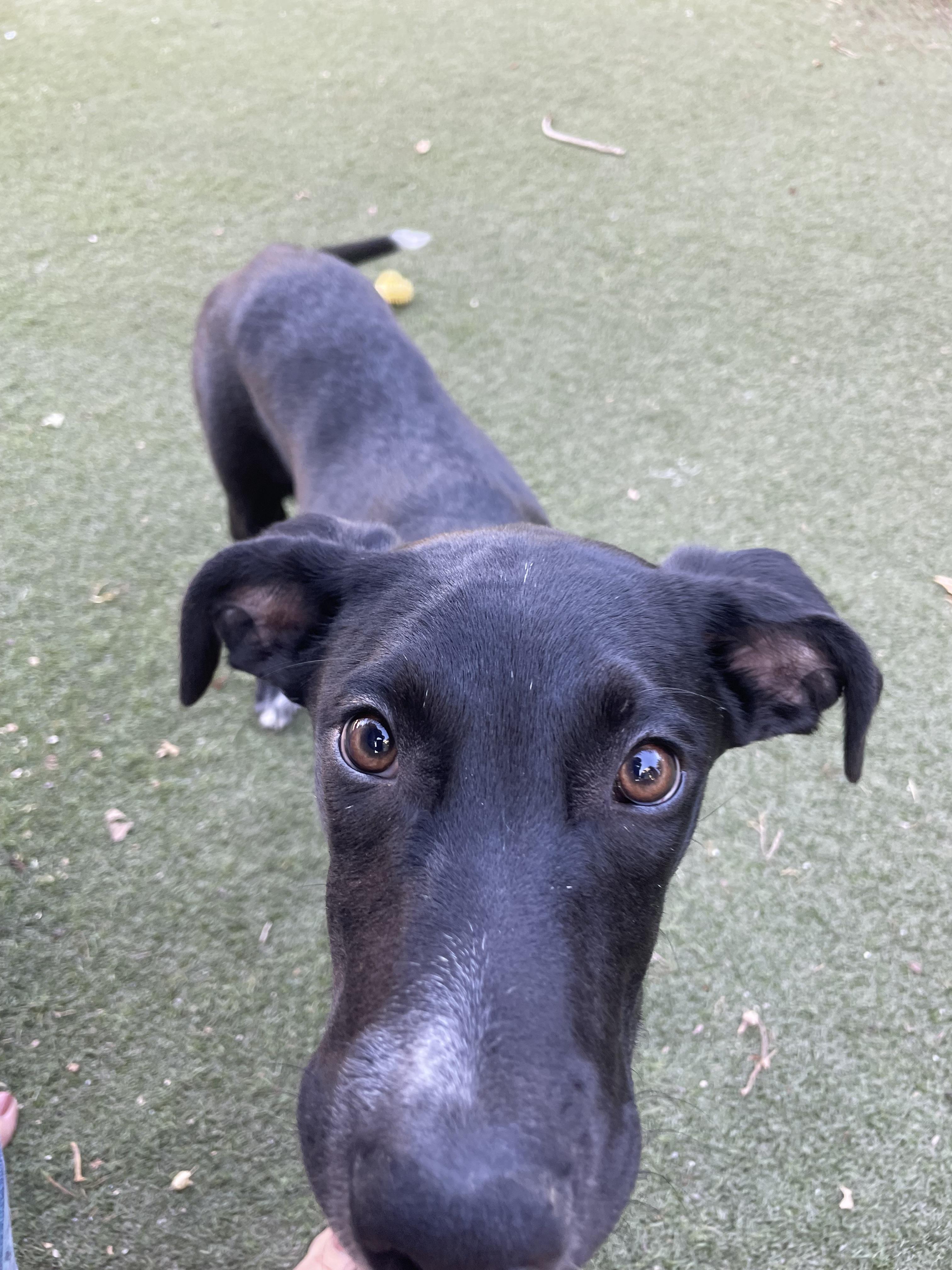 Enlarge Cesar Monroy, a Adoptable mixed breed in Tracy, CA image 3/5