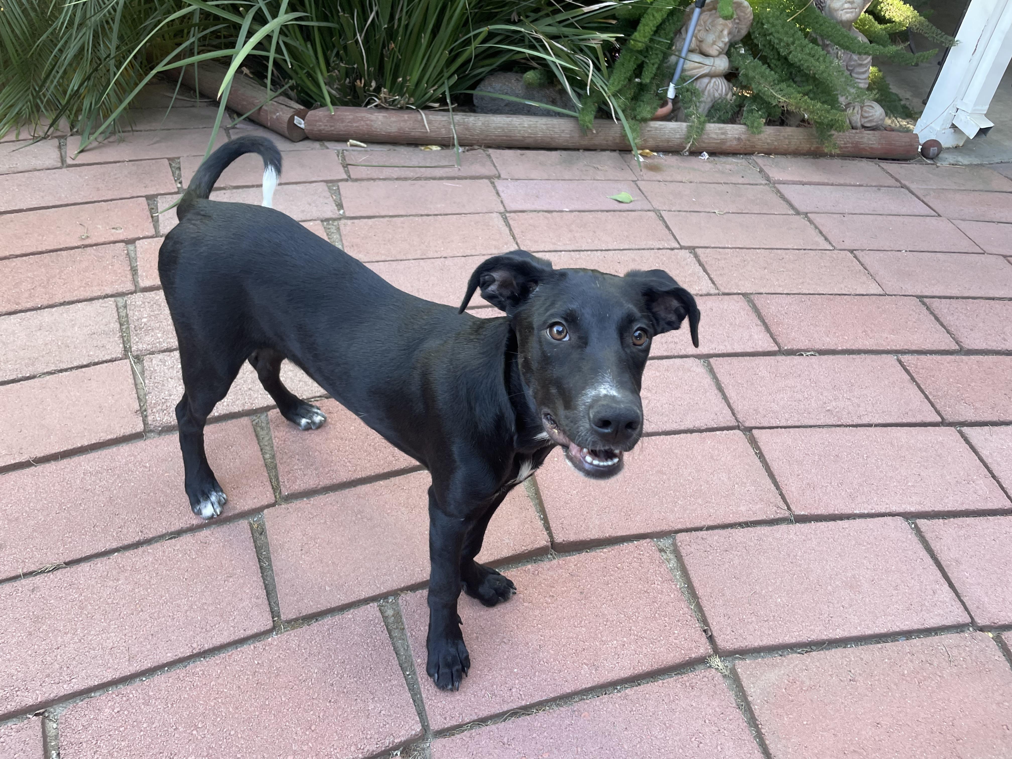 Cesar Monroy, Adoptable, Puppy Male Pit Bull Terrier & Labrador Retriever.