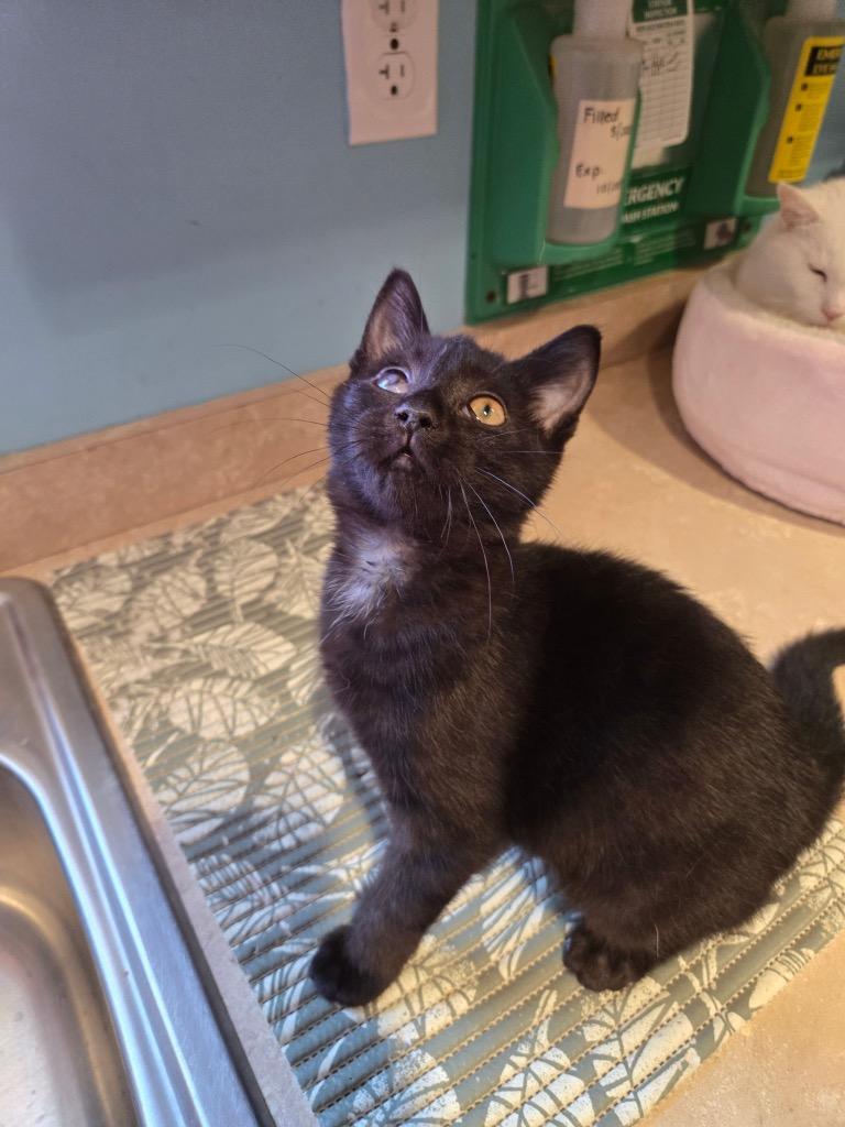 Sweet Tart, Adopted, Kitten Male Domestic Short Hair.