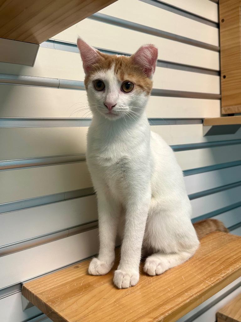 Eggs, Adoptable, Young Male Domestic Short Hair.