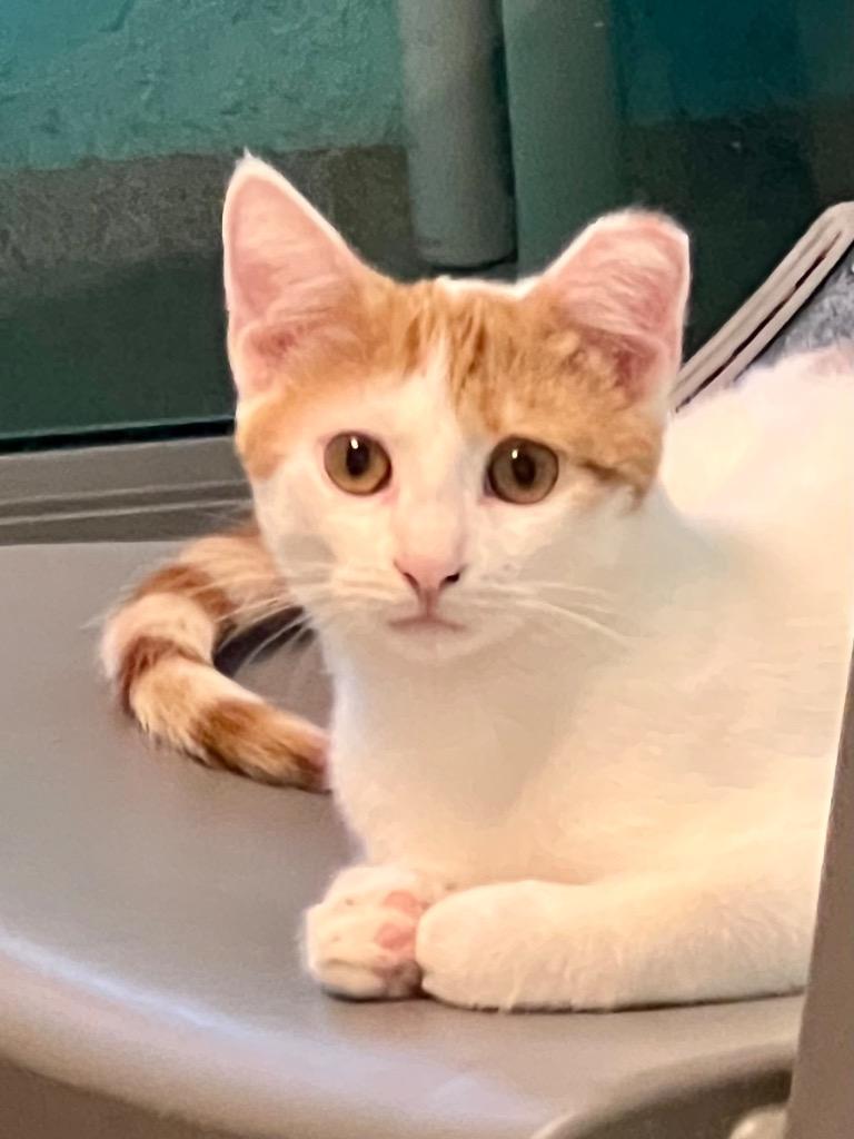 Enlarge Eggs, a Adoptable mixed breed in Cape Coral, FL image 3/3