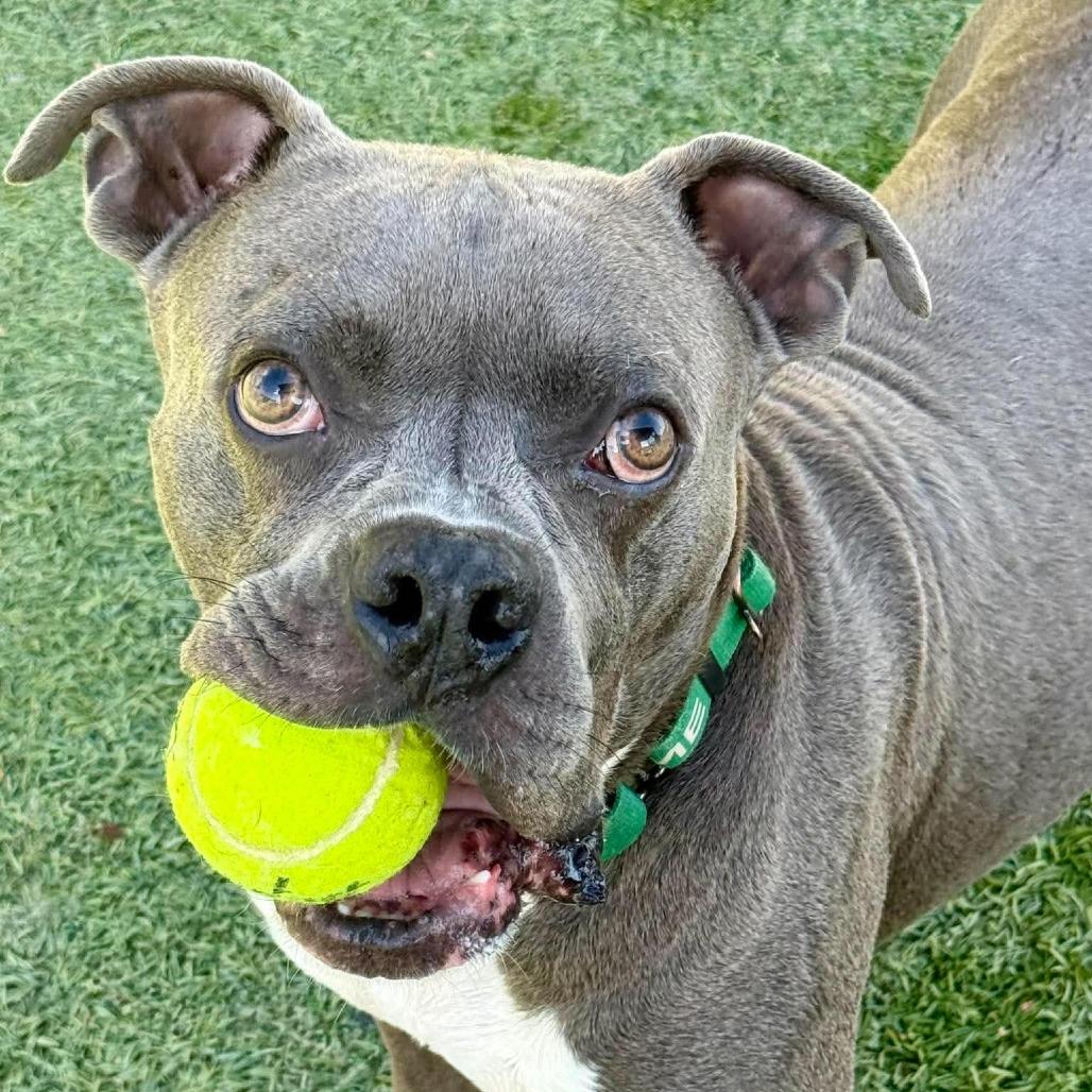 Sparky, Adoptable, Adult Male Boxer & Pit Bull Terrier.
