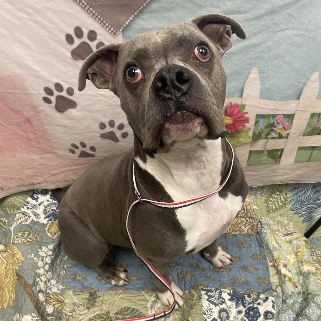 Sparky, a Adoptable mixed breed in Henderson, NV image 2/2