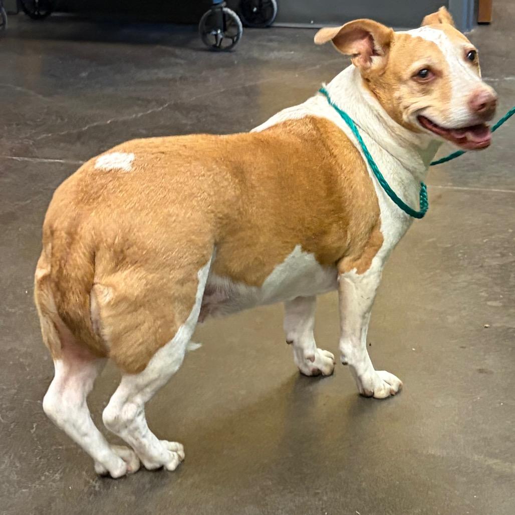Athena, Adoptable, Senior Female Cardigan Welsh Corgi & Mixed Breed.