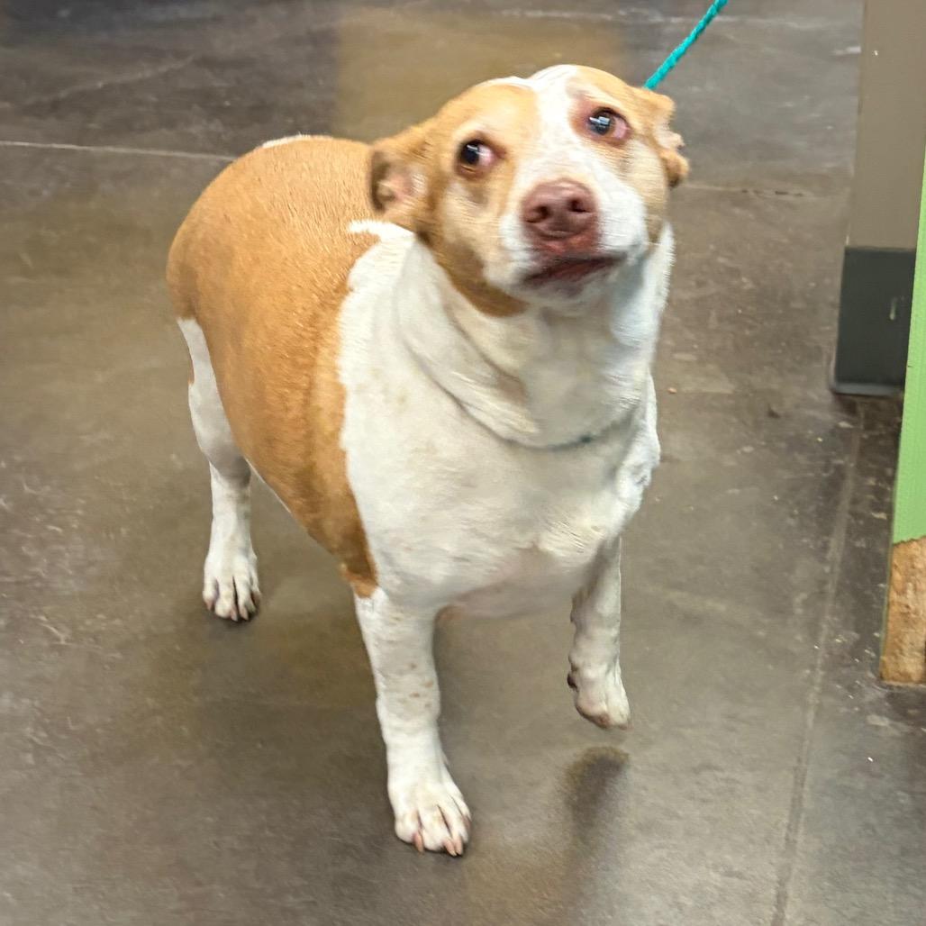 Enlarge Athena, a Adoptable mixed breed in Norman, OK image 2/6