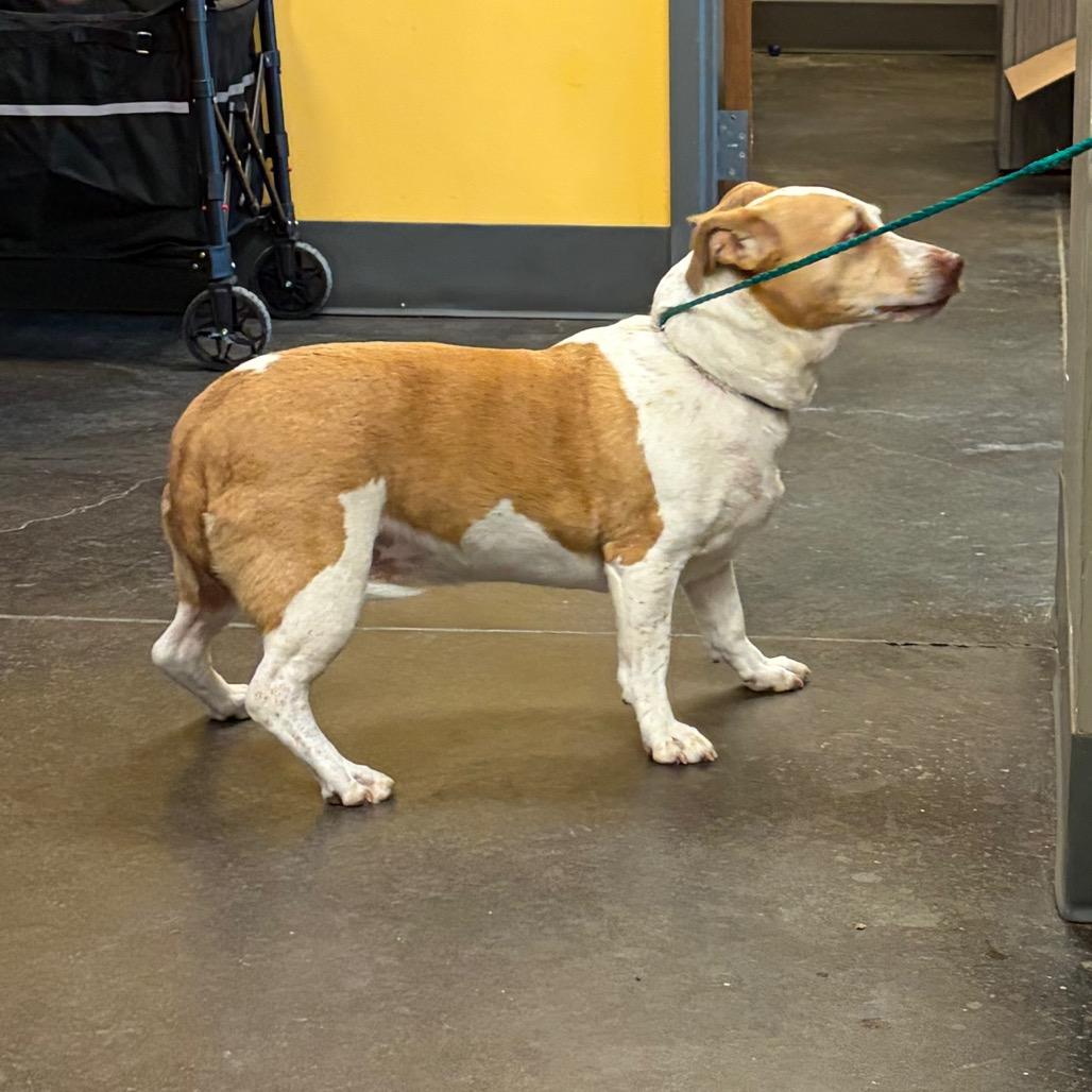 Enlarge Athena, a Adoptable mixed breed in Norman, OK image 3/6