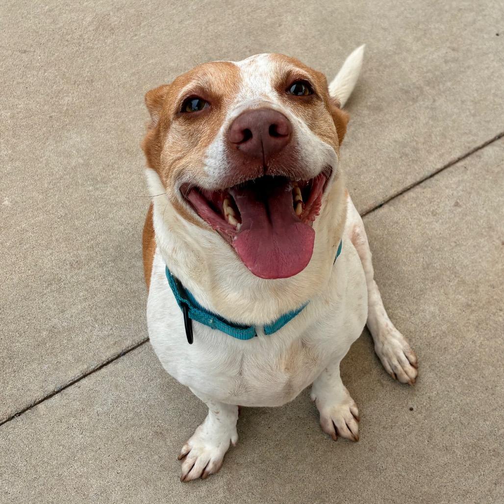 Enlarge Athena, a Adoptable mixed breed in Norman, OK image 4/6